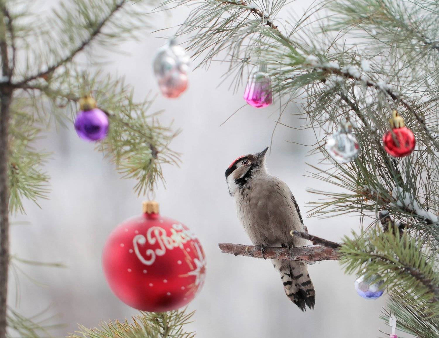 малый_пестрый_дятел, якутия, нерюнгри, новый_год, Евгения Левина