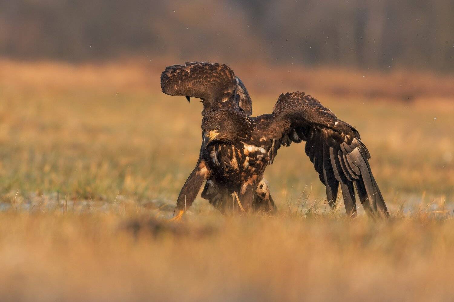 , Łukasz Sok&oacute;ł