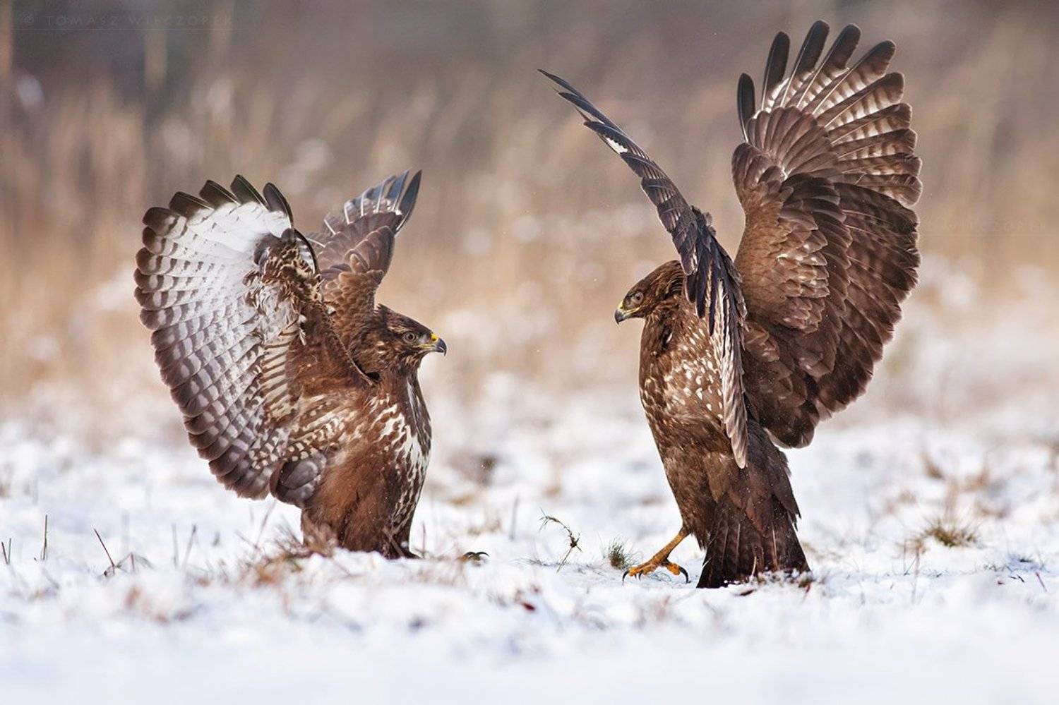 buzzard, buteo buteo, birds, birds of prey, fight, wild, animals, winter, snow, Tomasz Wieczorek