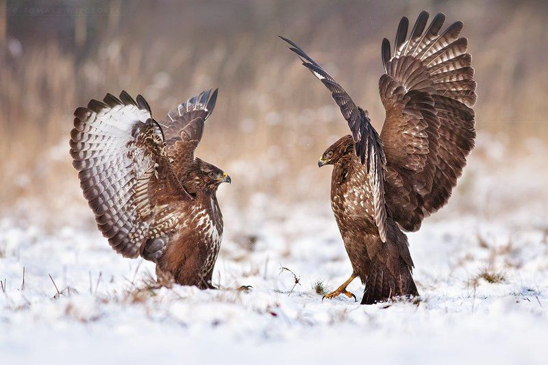buzzard, buteo buteo, birds, birds of prey, fight, wild, animals, winter, snow Fight фото превью