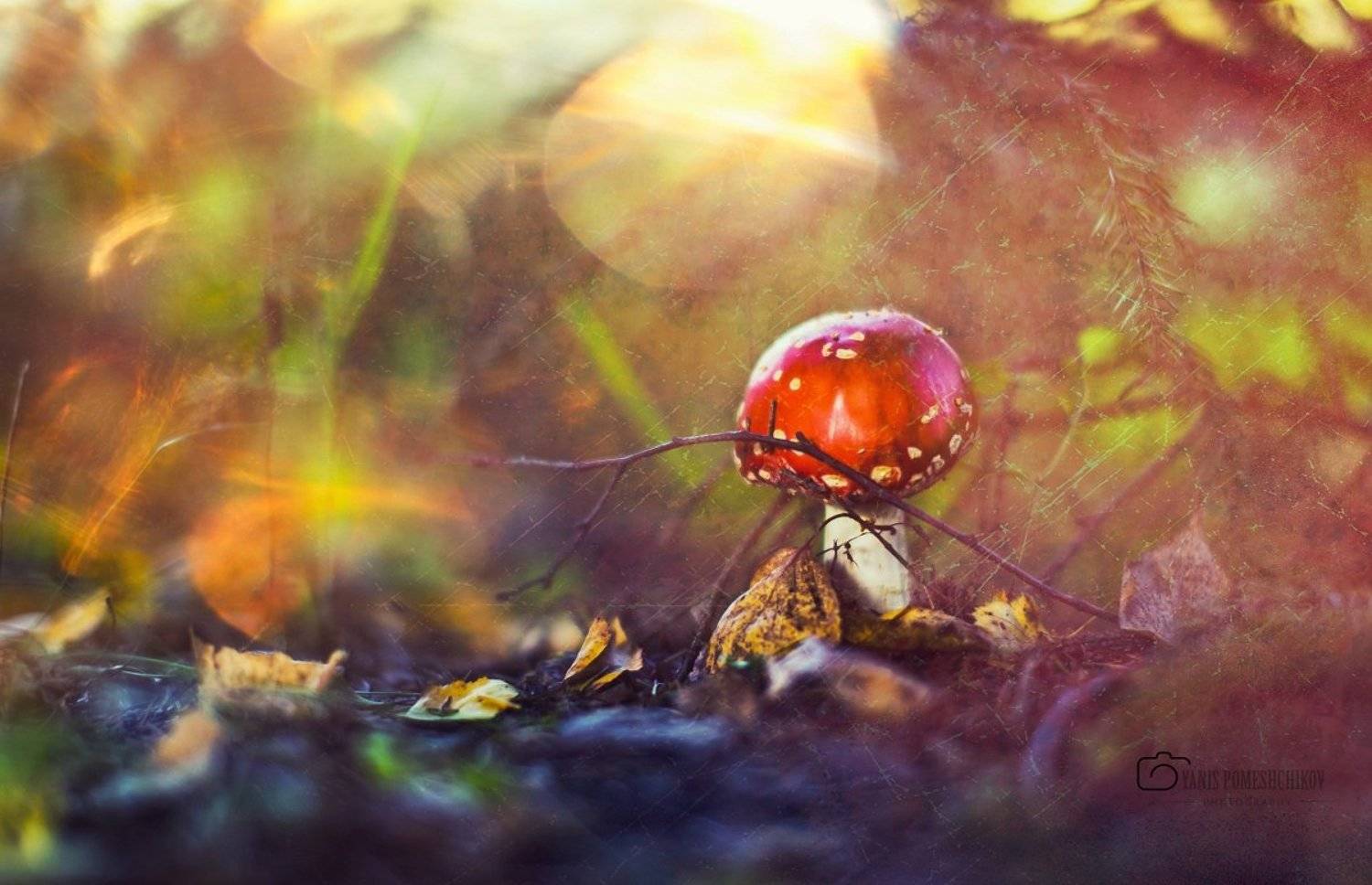 mushrooms,nature,forest, Помещиков Ян