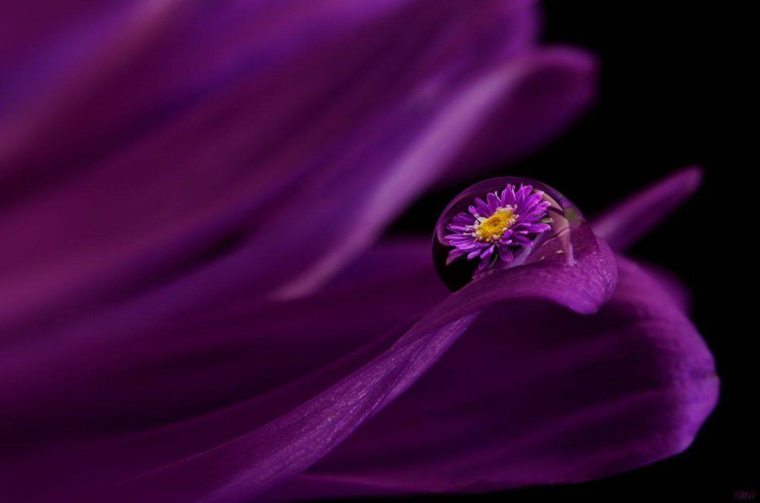 flower, flowers, close-up, macro, nature, purple, black, yellow, orange, photography, color, colors, aster, fine art, plant, plants,, Dr Didi Baev