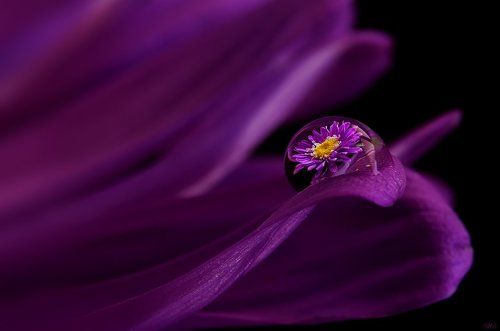 Purple Aster