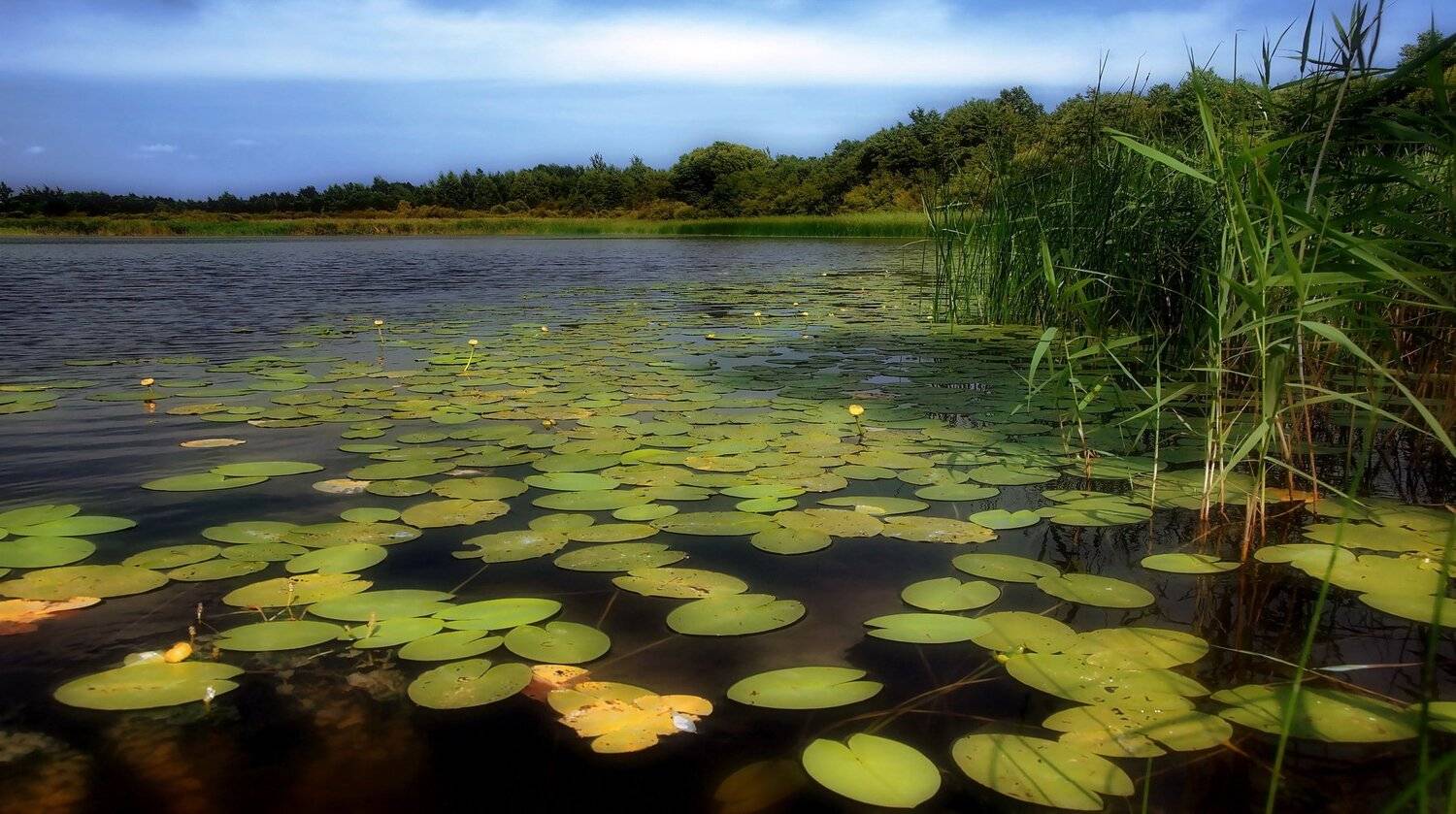 лето,природа,пейзаж,беларусь, Sixten ( Сергей )