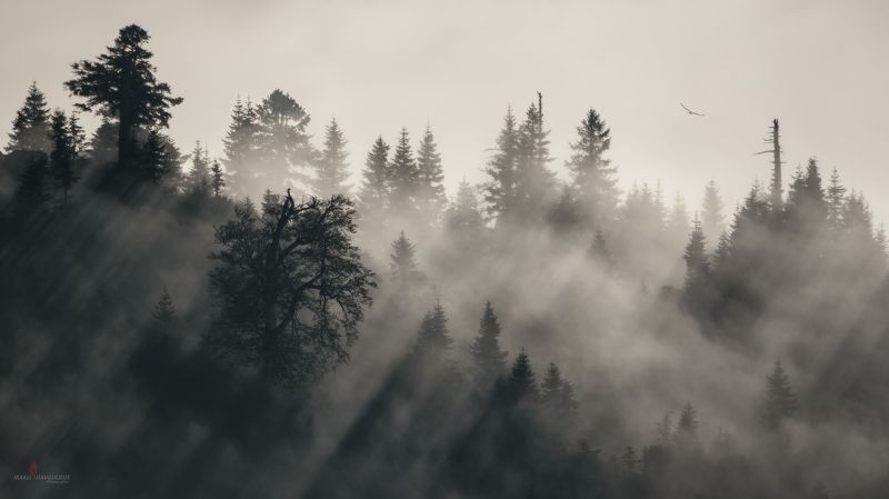 гомисмта, пейзаж, лучи, закат, деревья, лес, гуриа, грузия В лучах заходящего солнца фото превью