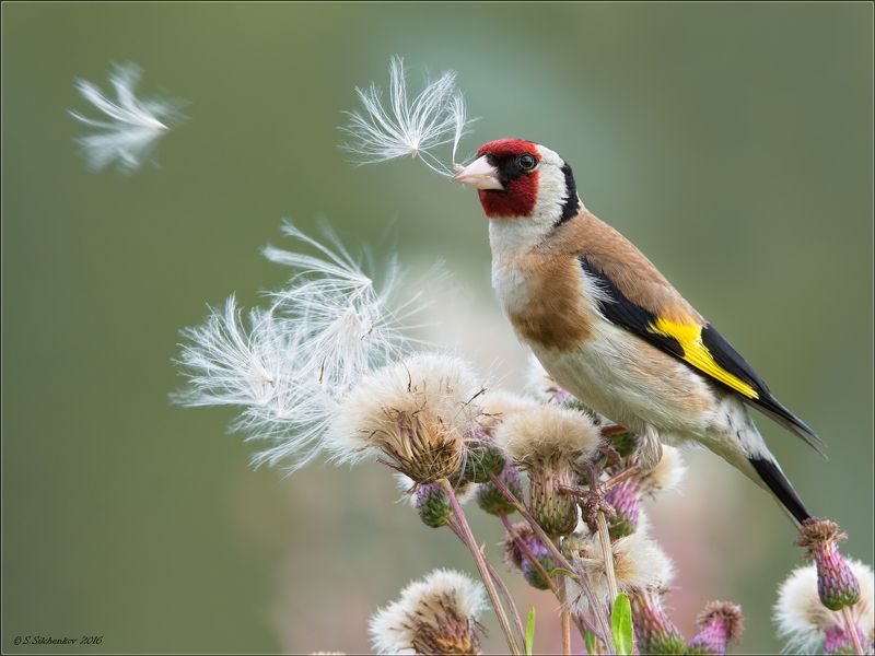Потрошитель ... фото превью
