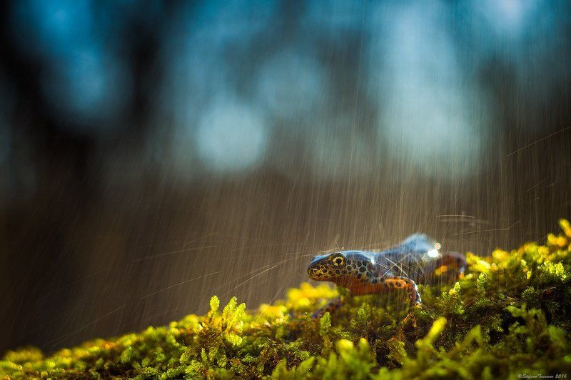Under the rain фото превью