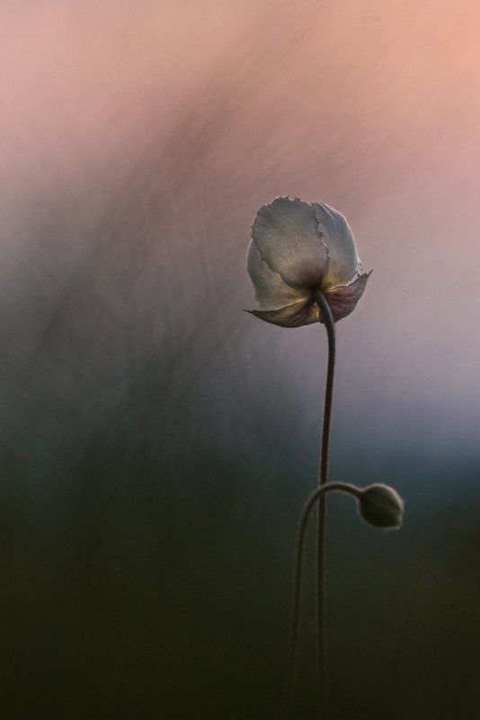 ветреница, лесная На закате фото превью