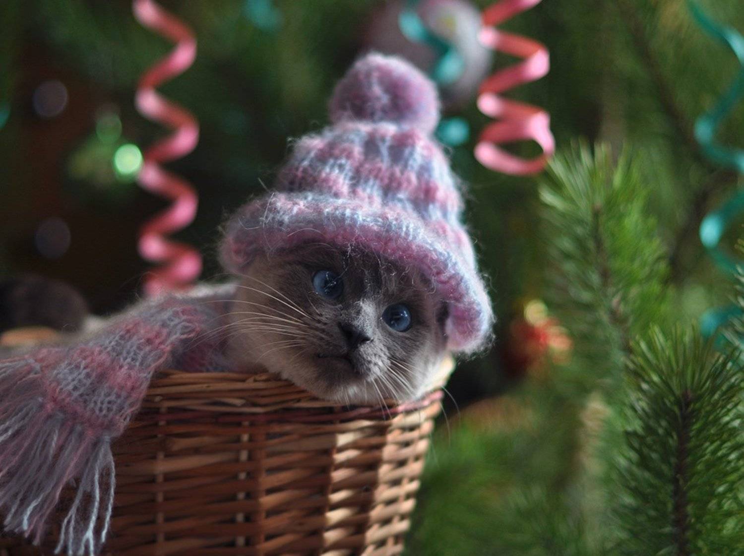 кошка, поздравление, сиамская, елка, праздник, новый год, Рудая Галина