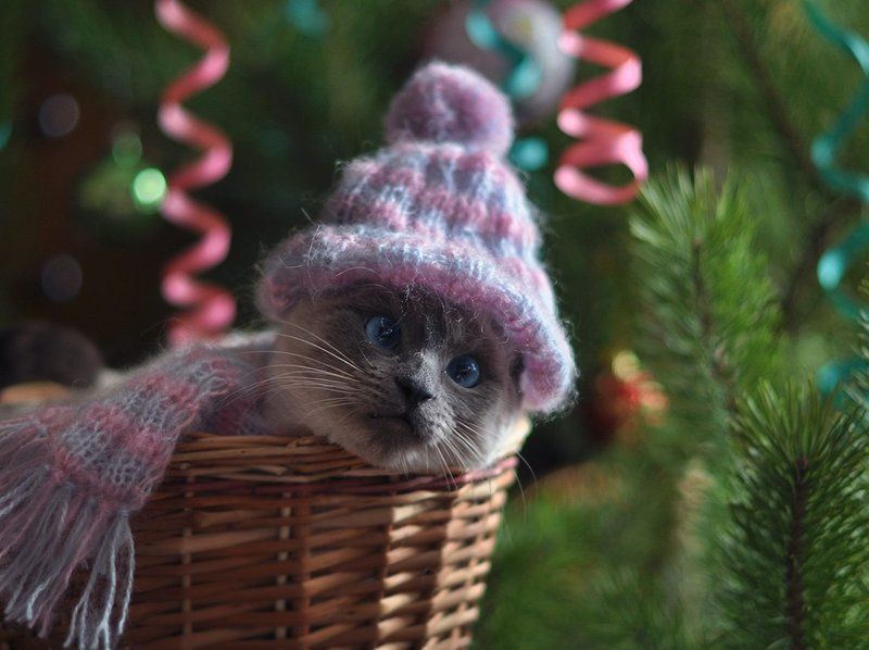 кошка, поздравление, сиамская, елка, праздник, новый год С наступающим Новым  годом! фото превью