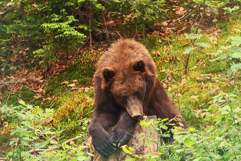 arctos, ursus, бурый, медведь, синевир, карпаты Карпатские мишки фото превью