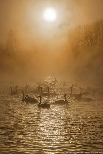 Лебединое в золотом