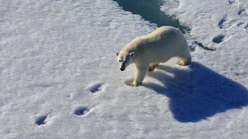 фотографандреевандрей, северныйполюс, northpole, арктика, arctic, ice, снег, лёд, круиз, expiditions, travel, белыймедведь, медведь, polarbear, животное, natgeowild  фото превью