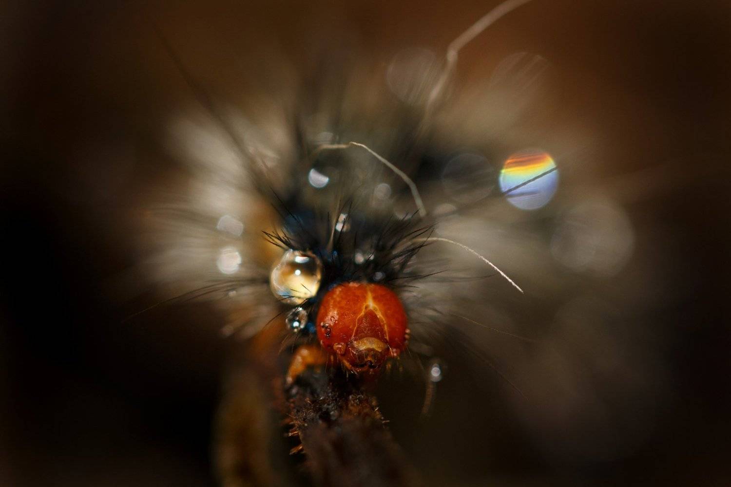 макро, гусеница, Тамара Морозова