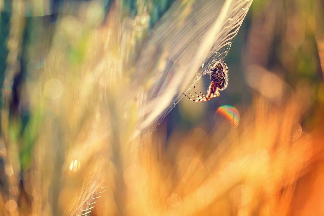 , Андрей Дитковский