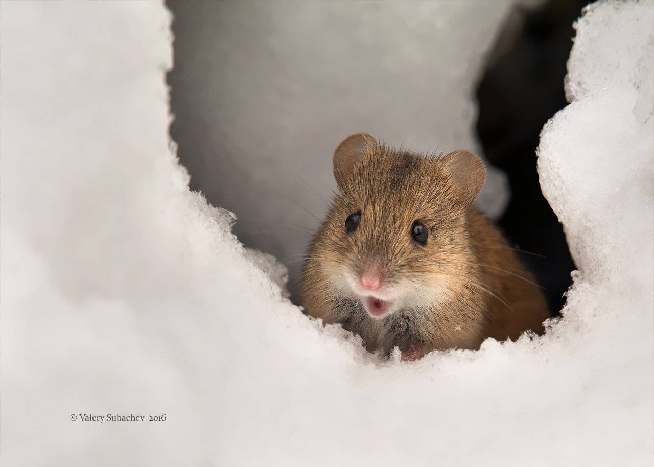 , Валерий Субачев
