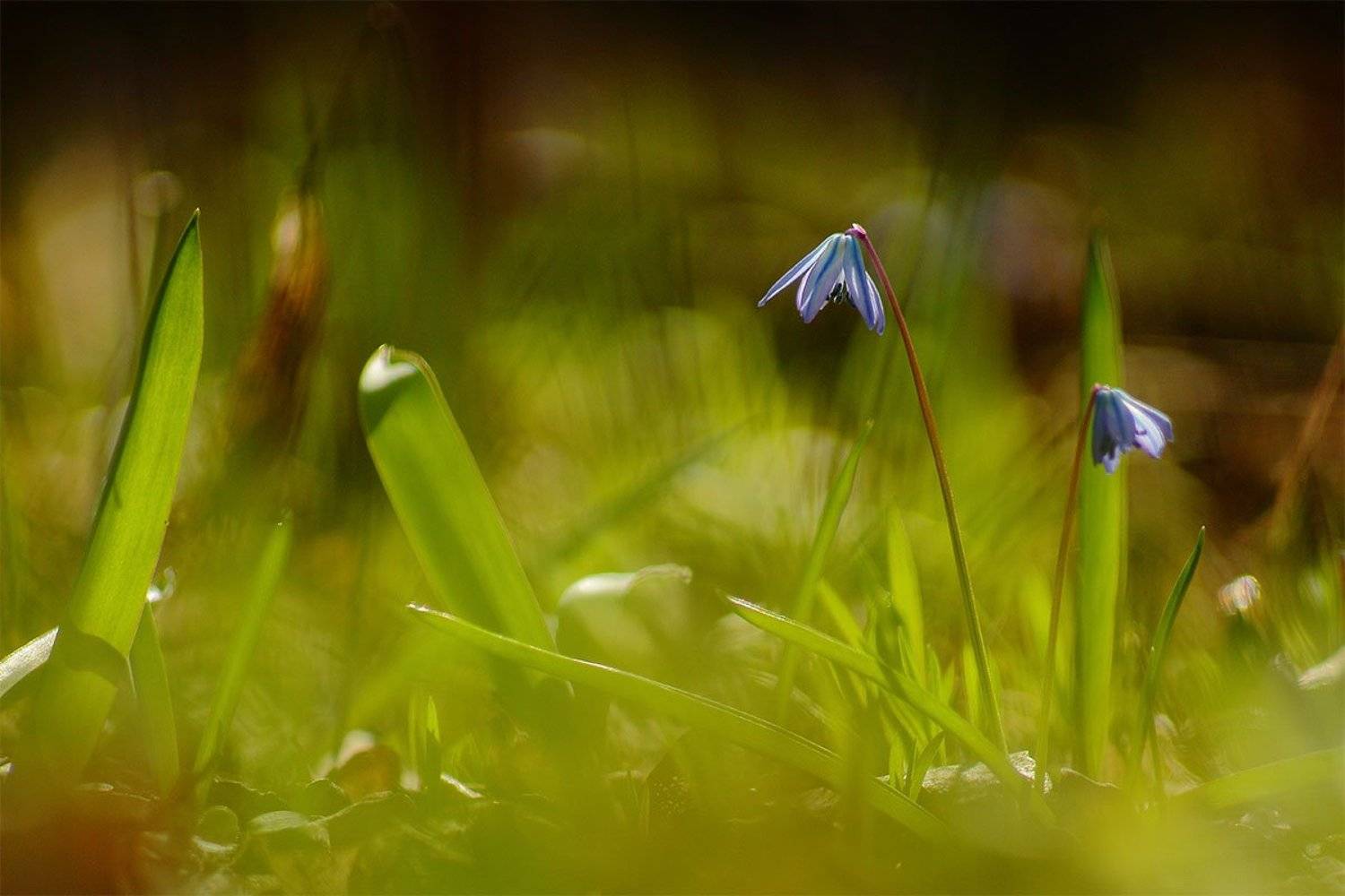пролеска, себирская, Роман Рысь