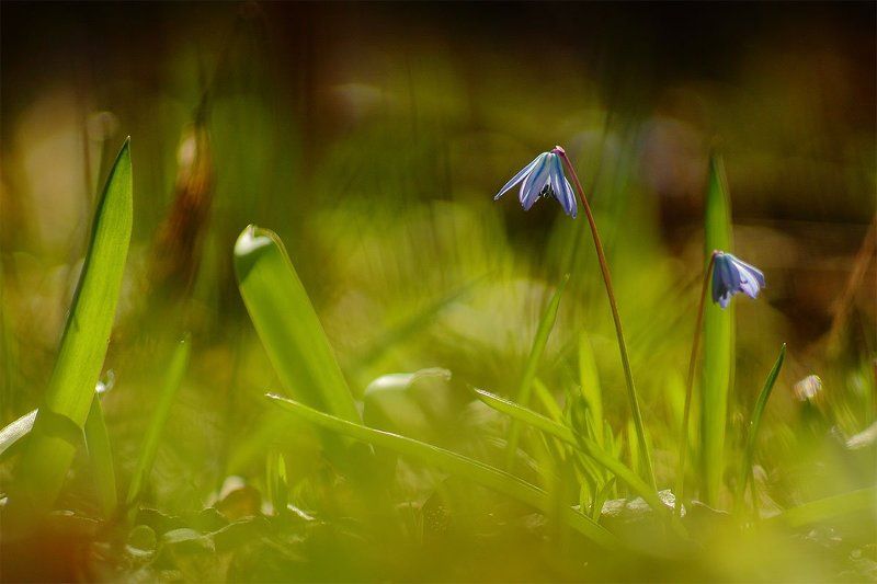 пролеска, себирская Пролеска сибирская фото превью