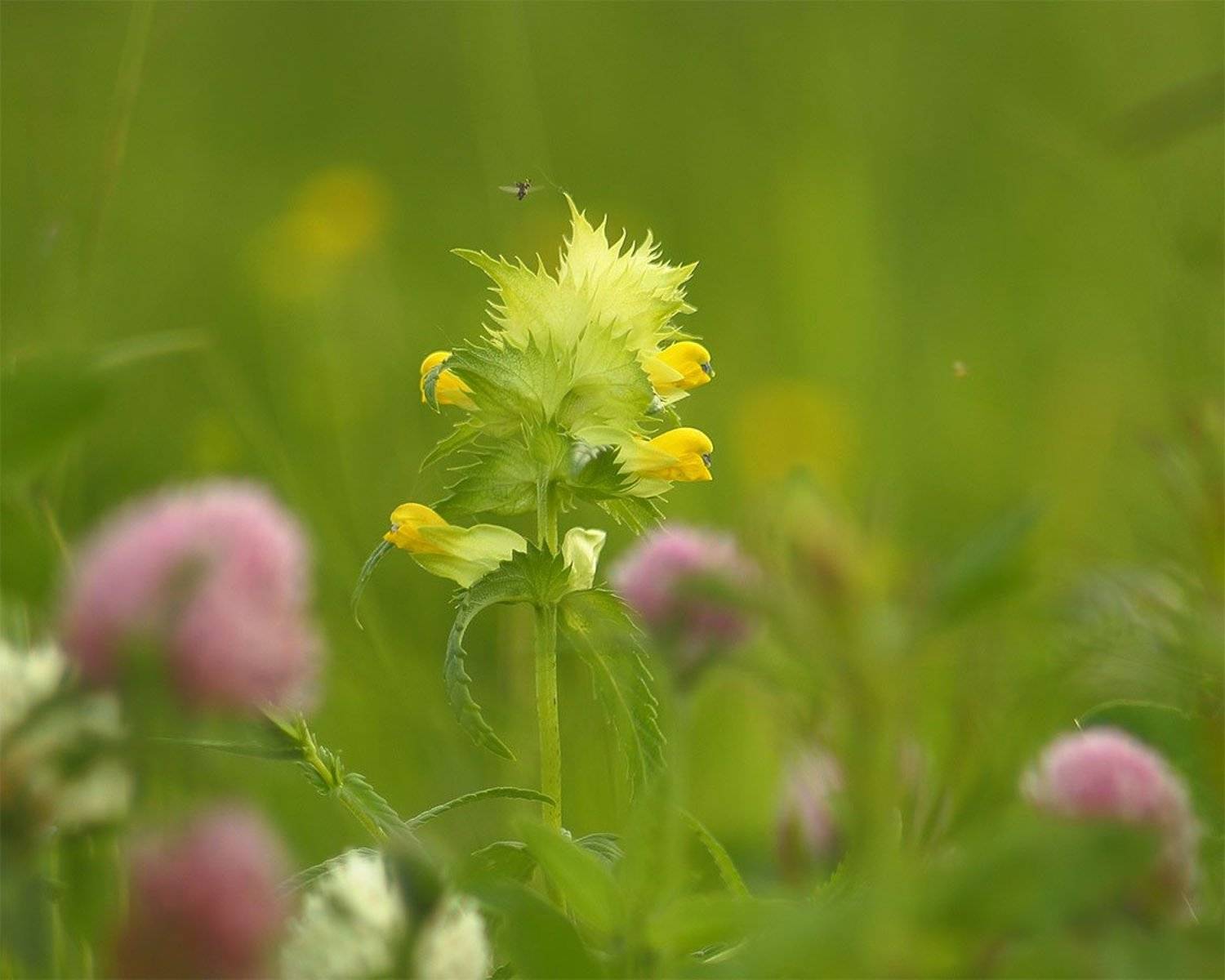 лето, трава, Роман Рысь