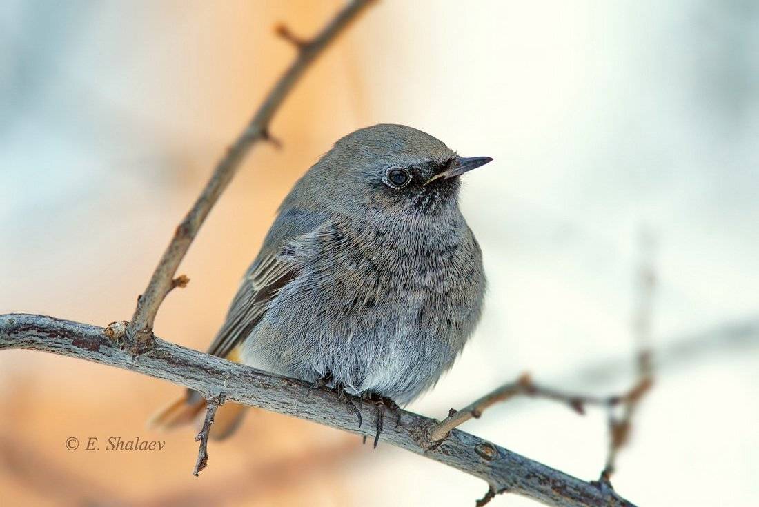 горихвостка чернушка,birds, black redstart,phoenicurus ochruros,птица,, Евгений