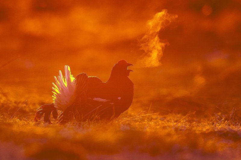 С Новым Годом ! Золотого петуха ! фото превью