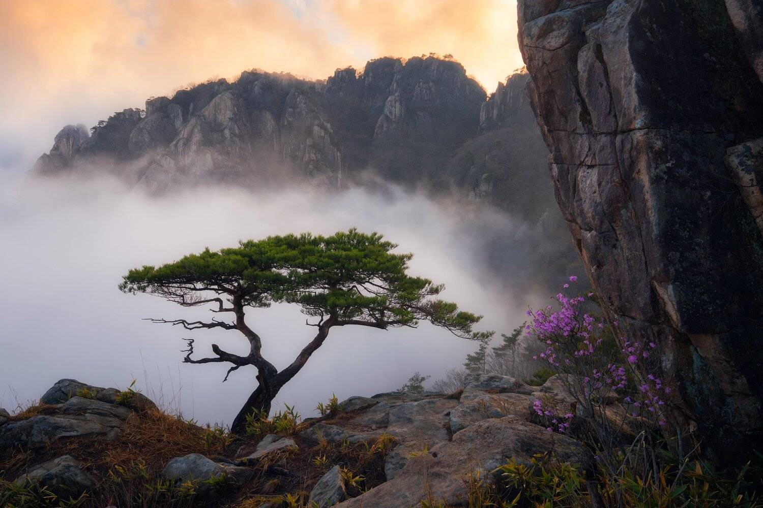 , Nathaniel Merz