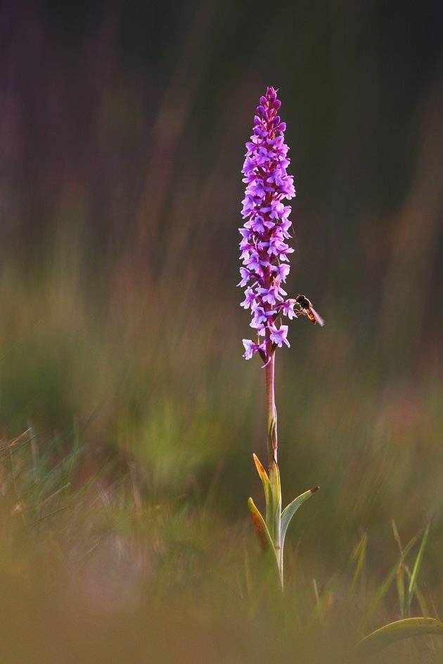 кокушник, комарниковый, gymnadenia, conopsea, орхидея, карпаты, Sergii Markov