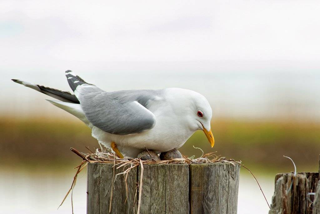 , Юрий Кулаков