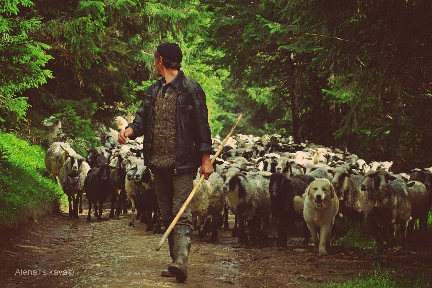 стадо овцы карпаты пастух лес , Алёна Цикава
