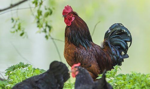 ВСЕХ с НОВЫМ ГОДОМ!ЗДОРОВЬЯ и Удачных кадров !