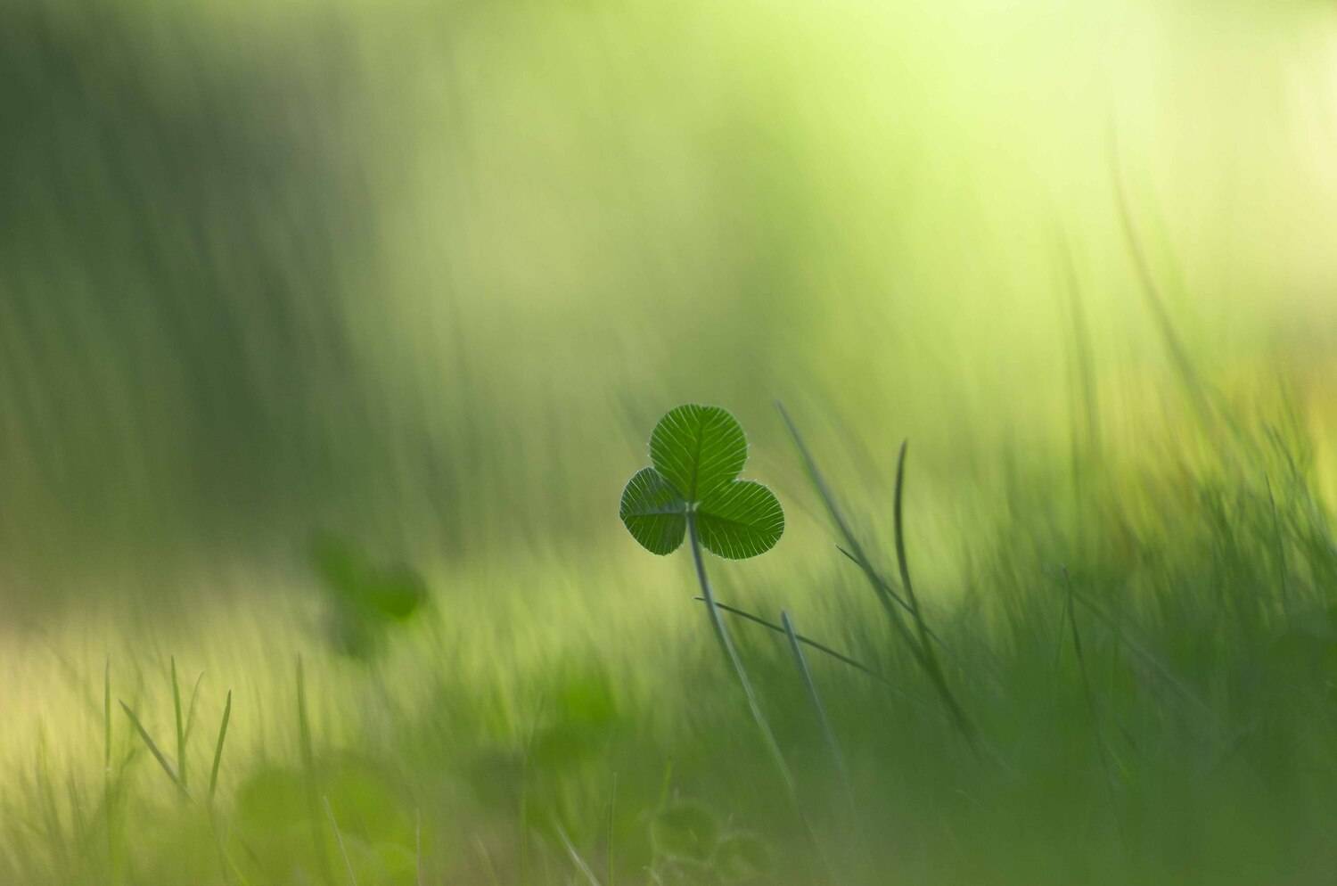 , Андрей Степанов