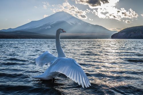 Flapping toward Peace 2