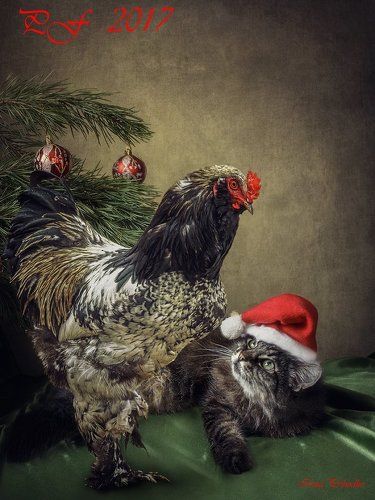 С Новым 2017 годом!