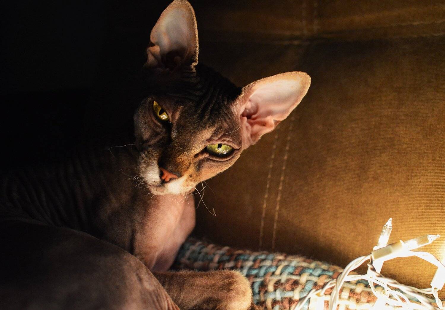 , Чернякова Анна