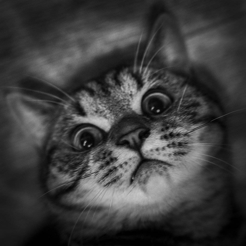 , Рублёв Дмитрий