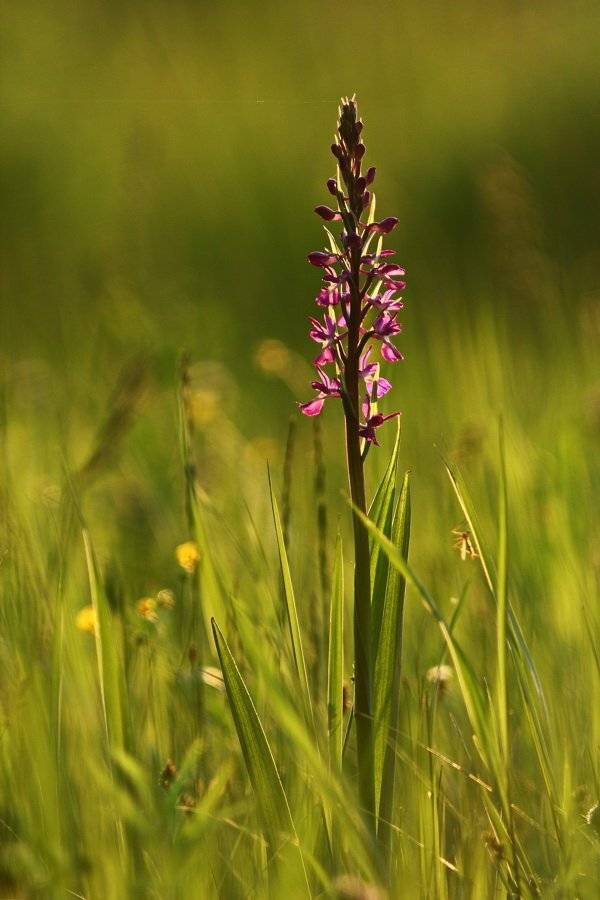 anacamptis, laxiflora, ятрышник, рыхлоцветковый, самарский лес, Sergii Markov