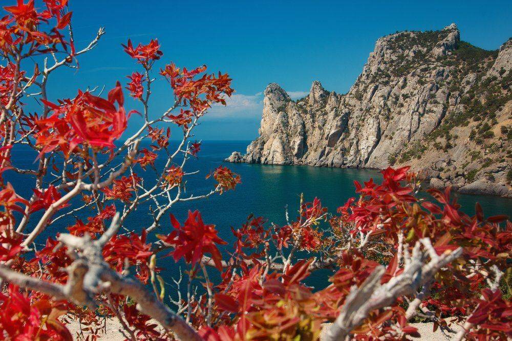 , Андрей Дитковский