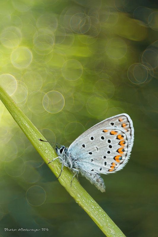 macro, nature Morning Reflections фото превью