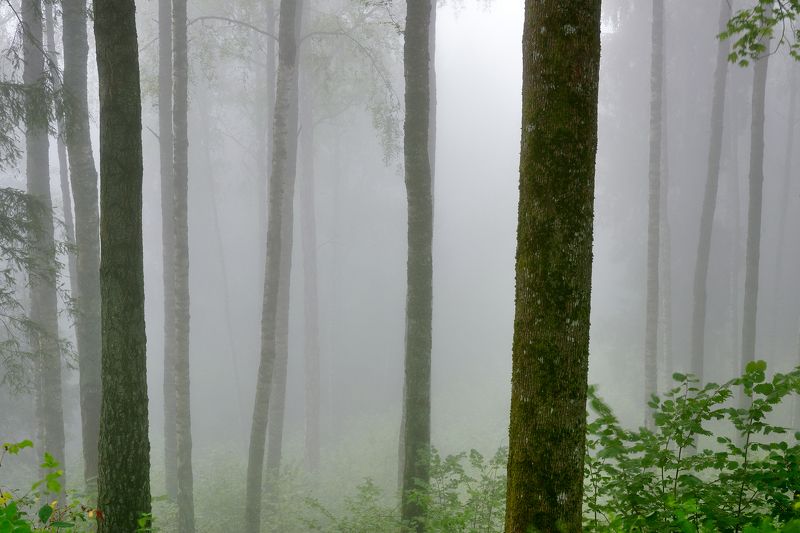 * * * фото превью