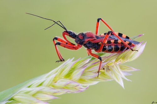 Rhinocoris iracundus