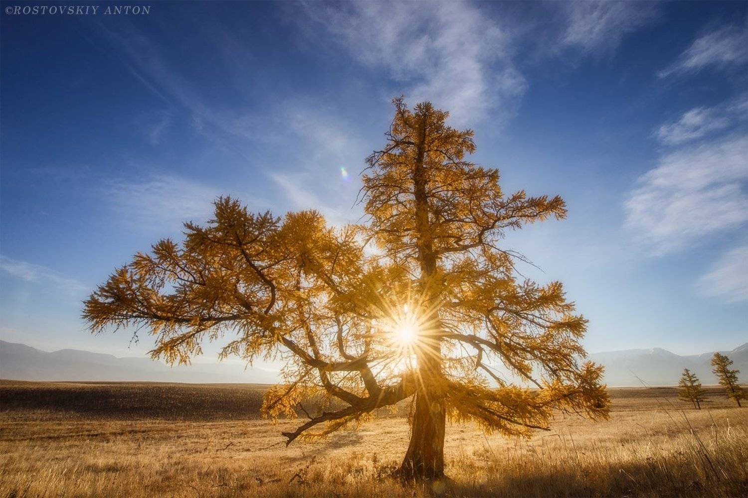Алтай, Фототур, фосход, дерево, Антон Ростовский