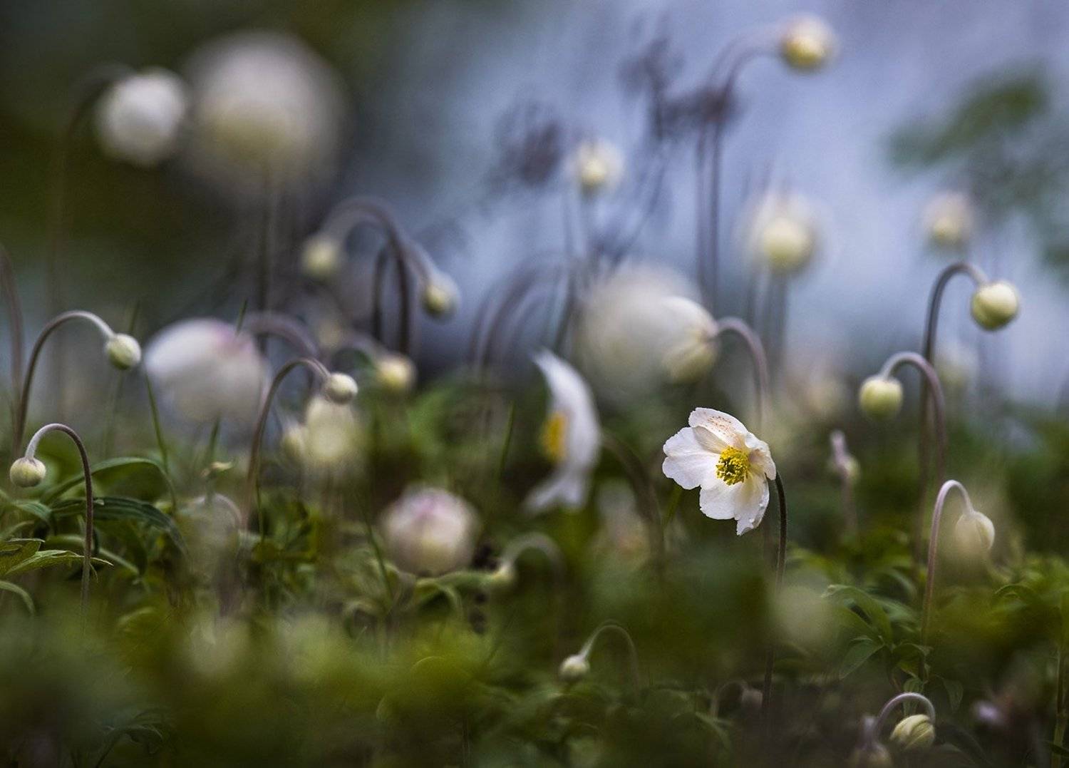 ветреница лесная, цветение, Антон