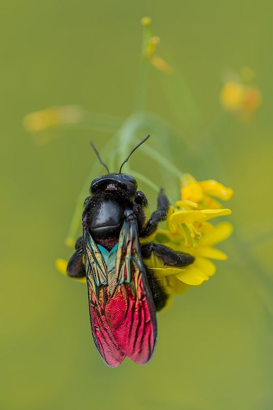 Carpenter Bee фото превью
