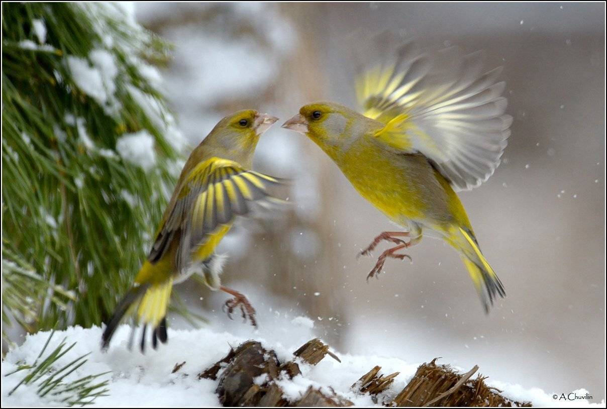 зеленушки птицы зима забавы, Александр Чувилин