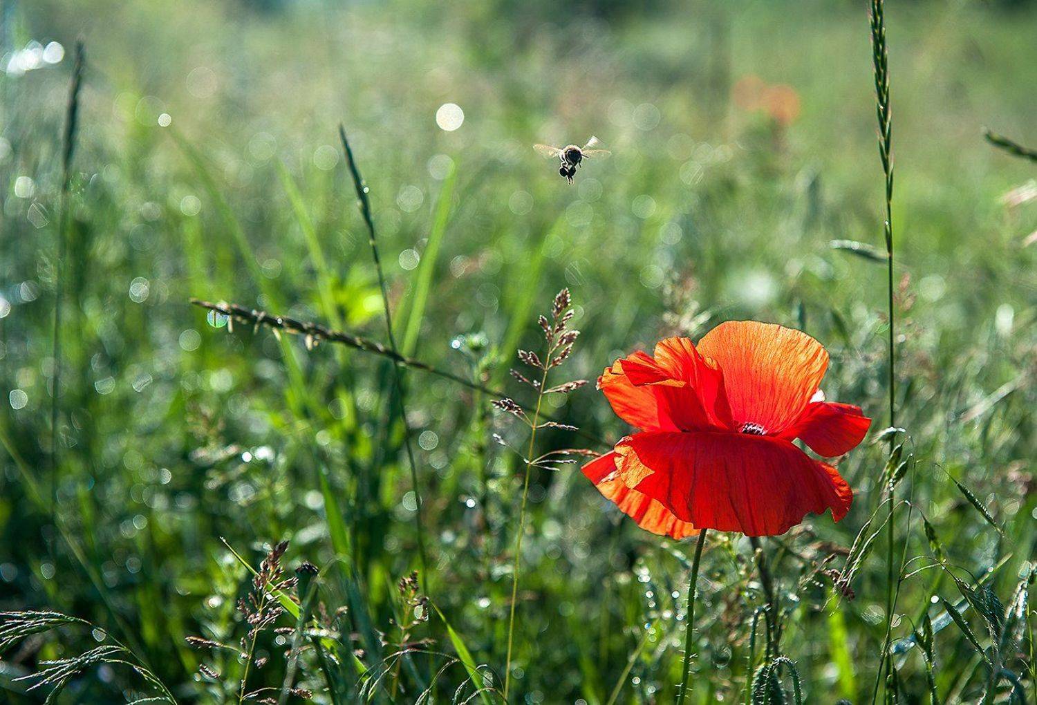 , Валерий Смирнов