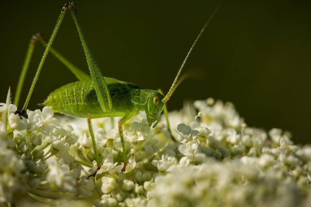 , Андрей Дитковский