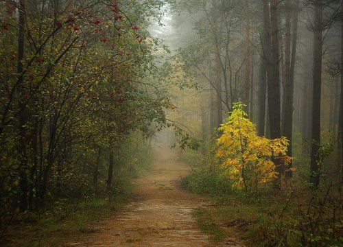 По осенним тропкам