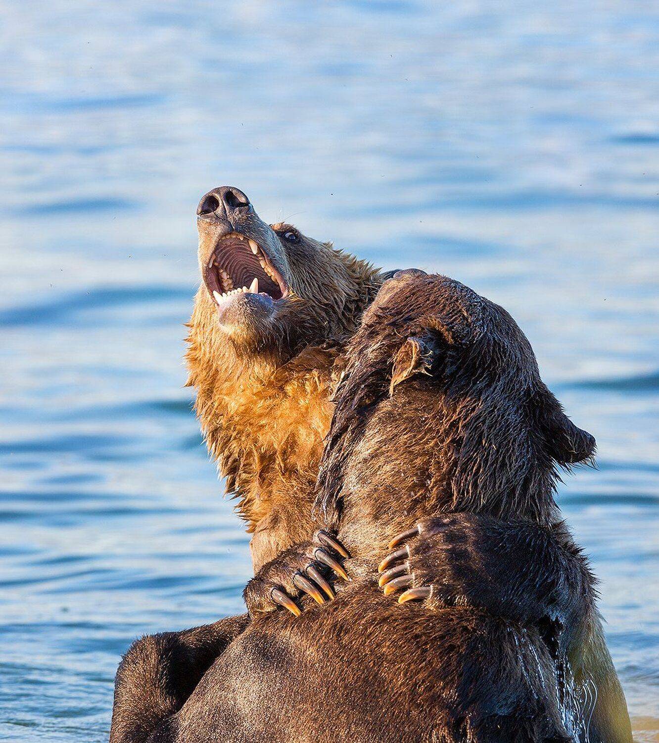 Камчатка, медведи, Власов Егор