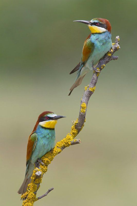 bird, wildlife, nature photography, animals, nature Wildlife фото превью