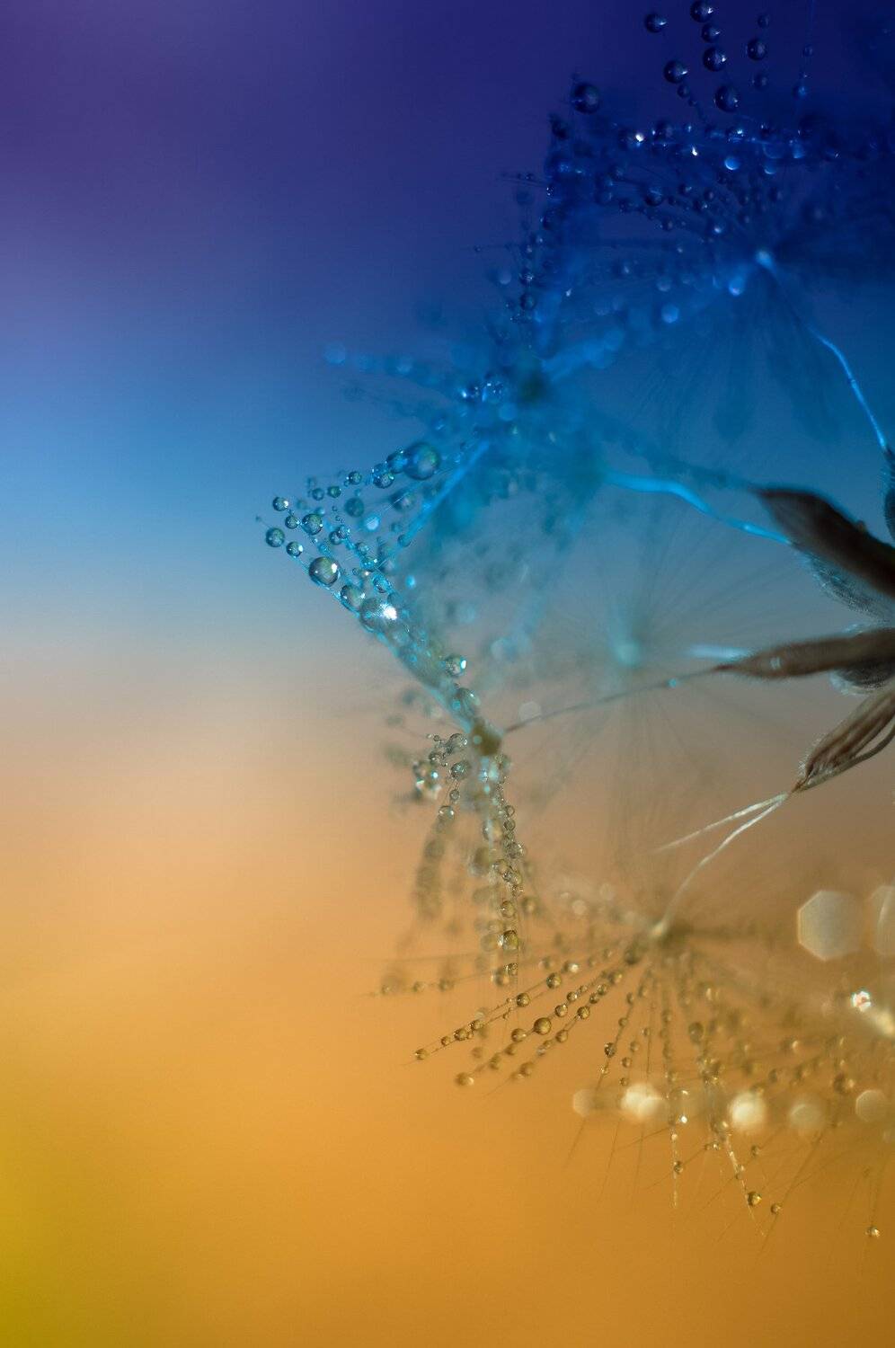 nikon,d90, Tihomir Petkov